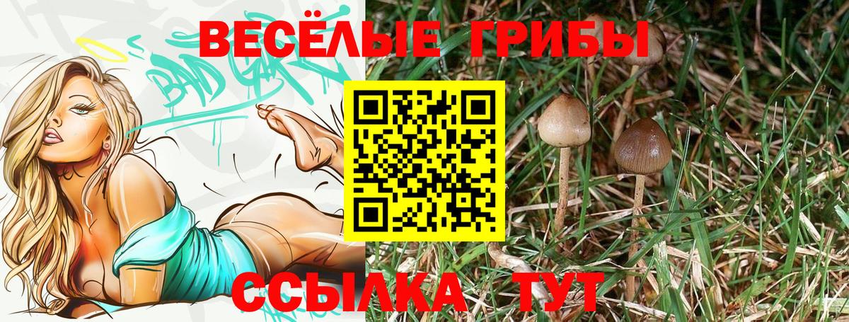 Галлюциногенные грибы Psilocybe  Керчь  Псилоцибиновые грибы мицелий 